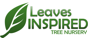 Leaves Inspired Tree Nursery